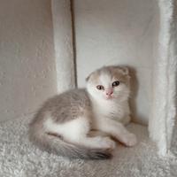 Scottish fold