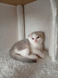 Scottish fold