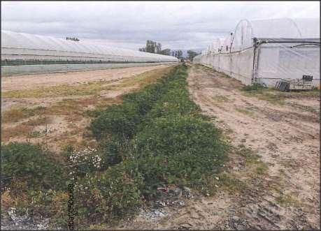 Terreno Agricolo a Sabaudia