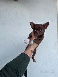 Cucciolo di Chihuahua chocolate