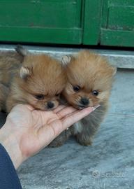 Spitz di pomerania mini toy