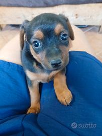 King cucciolo 2 mesi