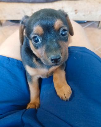 King cucciolo 3 mesi