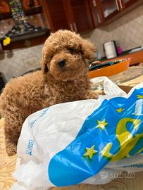 Barboncini toy e minitoy