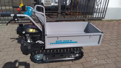 Motocariola cingolata