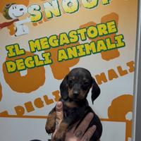 Cuccioli di bassotto nero focato di piccola taglia