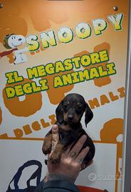 Cuccioli di bassotto nero focato di piccola taglia