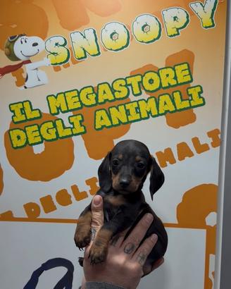 Cuccioli di bassotto nero focato di piccola taglia