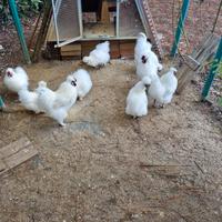 Galline ornamentali