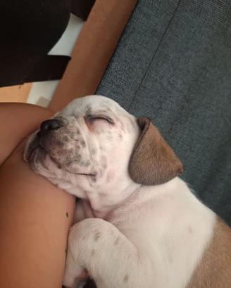 Bulldog francese