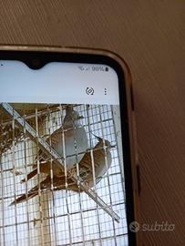 Tortoreaustrakjane6sogetti