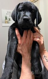 Cuccioli di labrador retriever