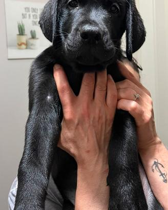 Cuccioli di labrador retriever