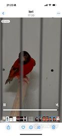 Cardinalino del Venezuela