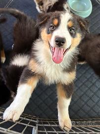 Cucciolo Pastore Australiano con Pedigree