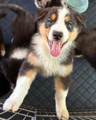 Cucciolo Pastore Australiano con Pedigree