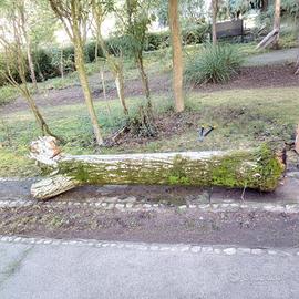 Tronco noce con ricompensa