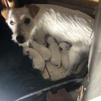 Cuccioli Jack Russell terrier