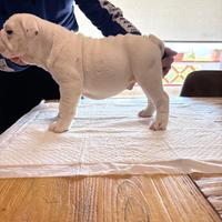 Cucciolo di bulldog inglese