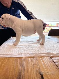 Cucciolo di bulldog inglese