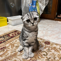 Scottish Fold femmina. 500