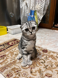 Scottish Fold femmina. 500