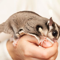 Petauro dello zucchero