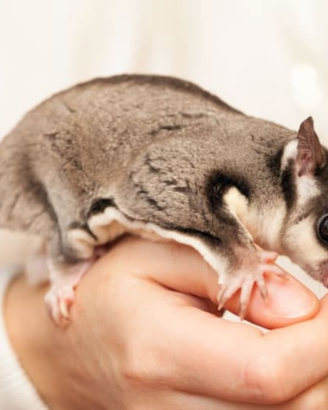 Petauro dello zucchero