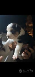 Cucciolo pastore australiano