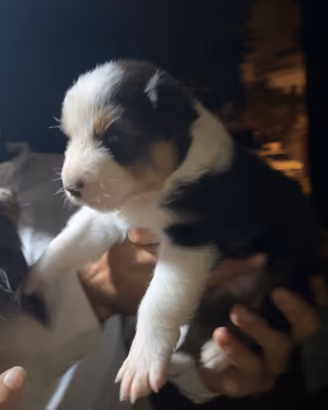 Cucciolo pastore australiano