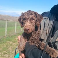Cucciola di lagotto romagnolo