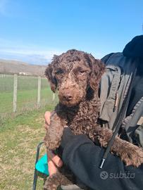 Cucciola di lagotto romagnolo