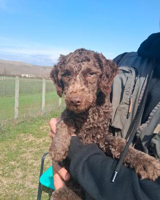 Cucciola di lagotto romagnolo