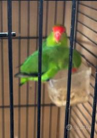 Agapornis Taranta