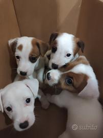 jack Russell terrier 