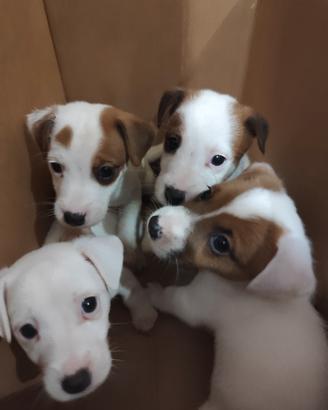 jack Russell terrier 