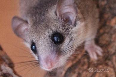 Minighiro Africano "scoiattolo"