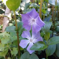 pervinca
