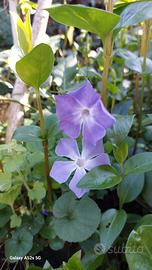 pervinca