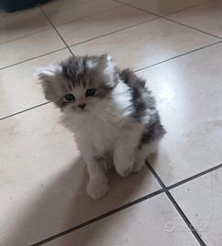 Gattino persiano