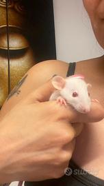 Piccoli di Ratti domestici