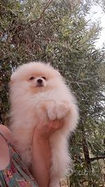 Spitz tedesco nano Pomerania