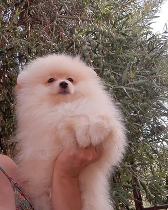 Spitz tedesco nano Pomerania