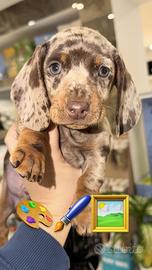 Bassotto kaninchen choco merle