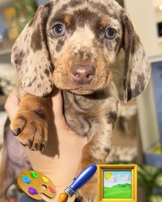 Bassotto kaninchen choco merle