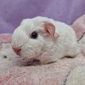 Cavia English