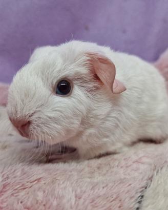 Cavia English