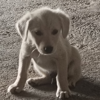 Cagnolini taglia piccola