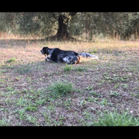 Setter inglese femmina