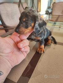 Bassotto Tedesco Cucciola Arlecchino Silver